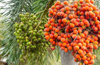 Areca nut growers here feel better with Ministry Market Intervention Scheme